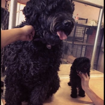 Pampering Pets - All sizes are welcome, He finally found his mini me - Pet Groomers Near Me - Kingsgrove, NSW Pampering Pets - All sizes are welcome, He finally found his mini me - Pet Groomers Near Me - Kingsgrove, NSW