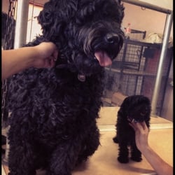 Pampering Pets - All sizes are welcome, He finally found his mini me