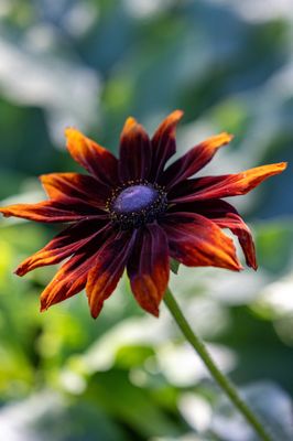 Coastal Maine Botanical Gardens by null