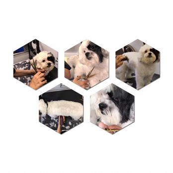 Gizmo Pet Spa - Spa day for Gizmo - Pet Groomers Near Me Gizmo Pet Spa - Spa day for Gizmo - Pet Groomers Near Me