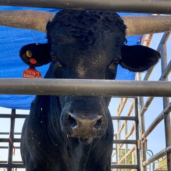 American Bucking Bull - A Big Bad Bull; Check out those horns!!! Get outta his way, NOW!!! - Races & Competitions Near Me - Las Vegas, Nevada American Bucking Bull - A Big Bad Bull; Check out those horns!!! Get outta his way, NOW!!! - Races & Competitions Near Me - Las Vegas, Nevada