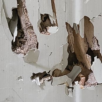 Bug Busters Pest Control & Termites - Pest Control Near Me Bug Busters Pest Control & Termites - Pest Control Near Me