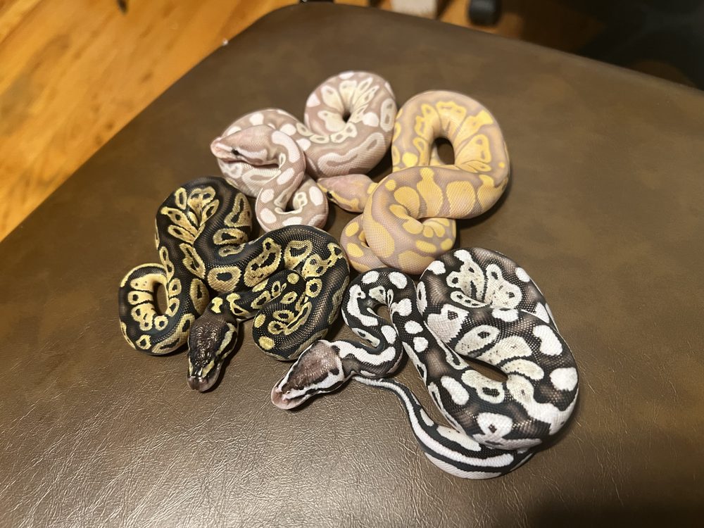 THE ROYAL NEST REPTILES Request Information Oakland City, Indiana