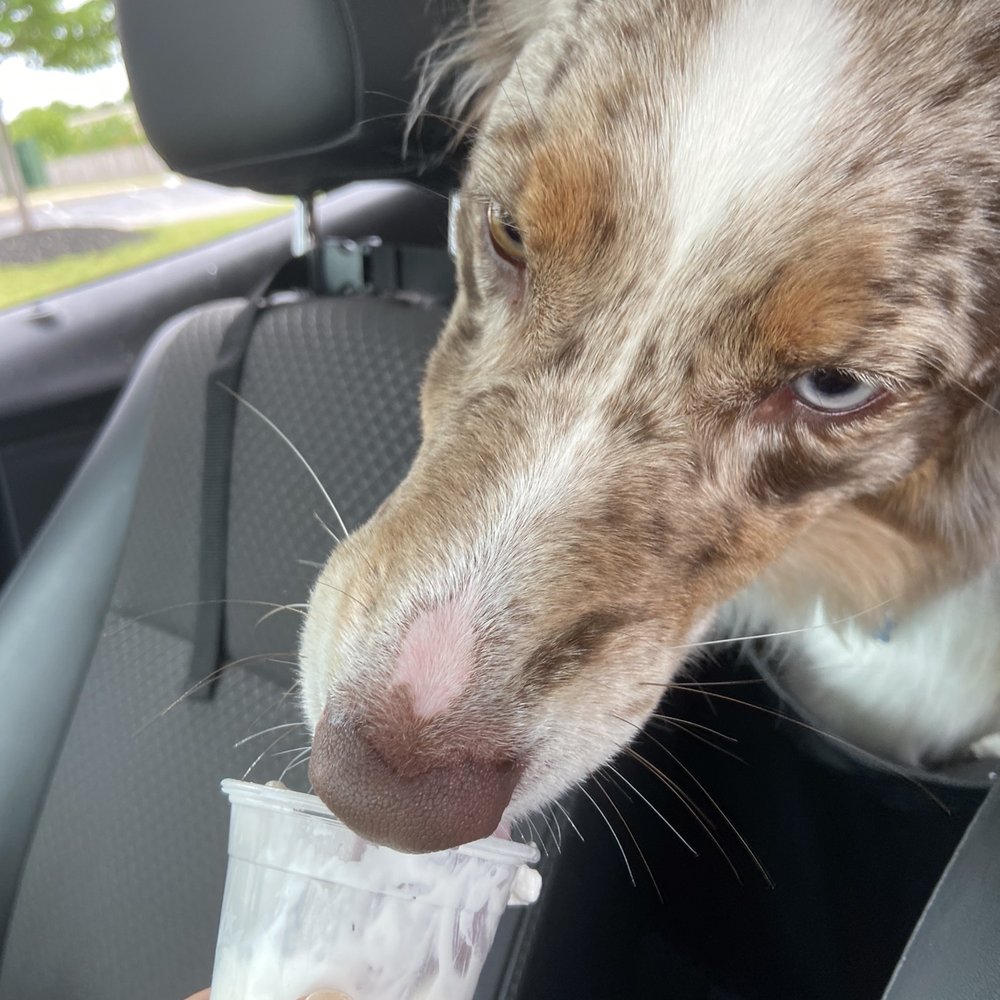 Turning Point Dog Training - Bailey's post-training treat!! - Pet Training Near Me - Cleveland, Ohio