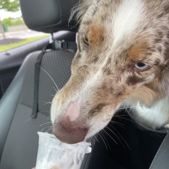 Turning Point Dog Training - Bailey's post-training treat!! - Pet Training Near Me - Cleveland, Ohio Turning Point Dog Training - Bailey's post-training treat!! - Pet Training Near Me - Cleveland, Ohio
