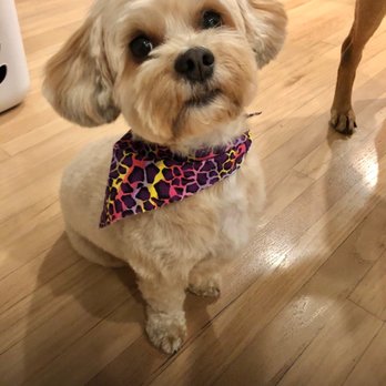 Pawsitive Pet Grooming - Pet Groomers Near Me - Covina, California Pawsitive Pet Grooming - Pet Groomers Near Me - Covina, California