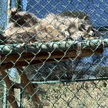Heritage Park Zoological Sanctuary - Zoos Near Me - Prescott, Arizona