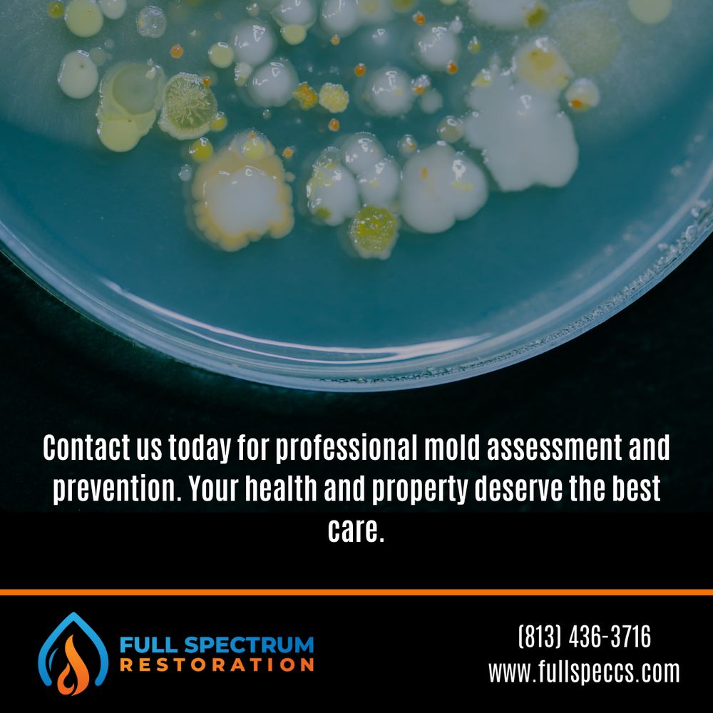 Full Spectrum Restoration - mold inspector in Tampa, FL
