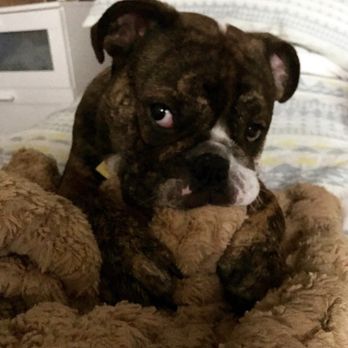 Veterinary Specialty Center - Eddy at 6 months - Veterinarians Near Me - Bannockburn, Illinois