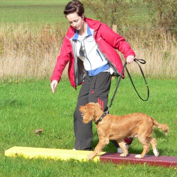 Sit Dog Training - Pet Training Near Me - Doncaster, NLN