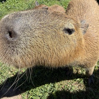 Scatter Joy Acres - Petting Zoos Near Me - Murray, Nebraska