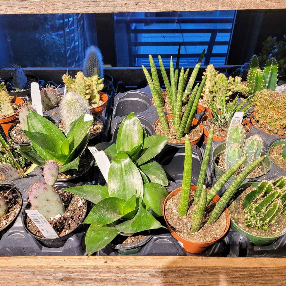 Succulents Succulents