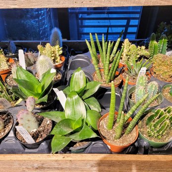 Ravenna Gardens - Succulents - Nurseries & Gardening Near Me - Seattle, Washington Ravenna Gardens - Succulents - Nurseries & Gardening Near Me - Seattle, Washington