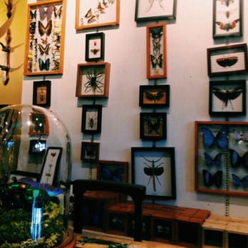 Paxton Gate - Butterflies - Home Decor Near Me - San Francisco, California Paxton Gate - Butterflies - Home Decor Near Me - San Francisco, California