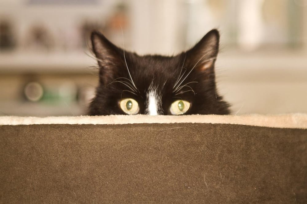 SALMON FALLS ANIMAL HOSPITAL Updated October 2024 10 Reviews 25