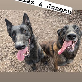 D&C Dog Training - Two of our regular boarders - Pet Training Near Me - Woodlawn, Tennessee D&C Dog Training - Two of our regular boarders - Pet Training Near Me - Woodlawn, Tennessee