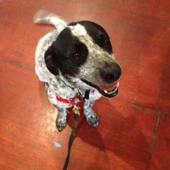 Karma Dog Training - Look who is sitting pretty. Good boy, Leroy! - Pet Training Near Me - Austin, Texas Karma Dog Training - Look who is sitting pretty. Good boy, Leroy! - Pet Training Near Me - Austin, Texas