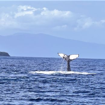 Trilogy Excursions - Lots of tail slapping going on!!! - Snorkeling Near Me - Lahaina, Hawaii Trilogy Excursions - Lots of tail slapping going on!!! - Snorkeling Near Me - Lahaina, Hawaii