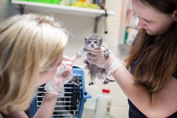 SPCA of Wake County by null