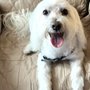 My Hero Mobile Dog Grooming