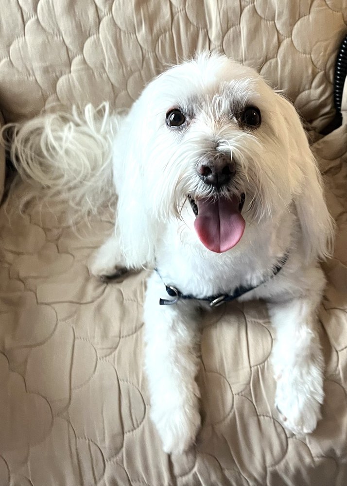 MY HERO MOBILE DOG GROOMING Updated August 2024 Fort Myers, Florida