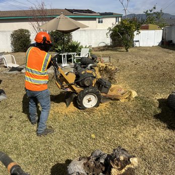 TrimLess Tree Service - Stump grinding massive mulberry trunk , decayed tree - Tree Services Near Me TrimLess Tree Service - Stump grinding massive mulberry trunk , decayed tree - Tree Services Near Me