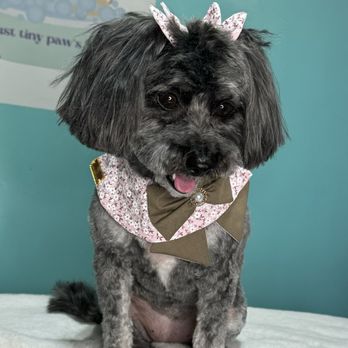 Just Tiny Paws Dog Grooming - After pic - Pet Groomers Near Me