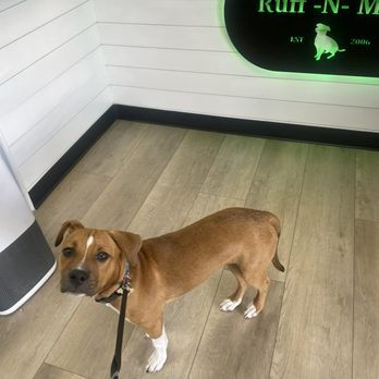 Camp Ruff-N-More - Teddy - Pet Sitting Near Me - Johnson City, Tennessee