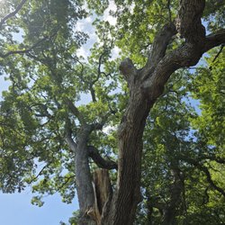 Dewey-Granby Oak