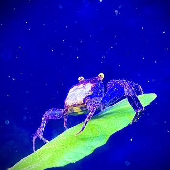 Nocturnal Reef - Super rare vampire crab - Local Fish Stores Near Me - Vista, California Nocturnal Reef - Super rare vampire crab - Local Fish Stores Near Me - Vista, California