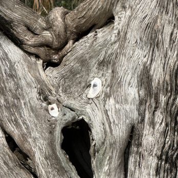 Philippe Park - Scary tree in the park! Eek! - Parks Near Me - Safety Harbor, Florida Philippe Park - Scary tree in the park! Eek! - Parks Near Me - Safety Harbor, Florida