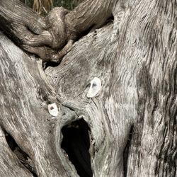 Scary tree in the park! Eek!