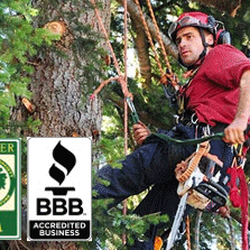 Scotty Tree and Aborist Service - Scott Mitchell
ISA Certified Arborist®
ISA Tree Risk Assessment Qualification
BBB Accredited with the highest A+ rating