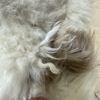 Plush Pet Grooming - Pet Groomers Near Me - San Gabriel, California Plush Pet Grooming - Pet Groomers Near Me - San Gabriel, California