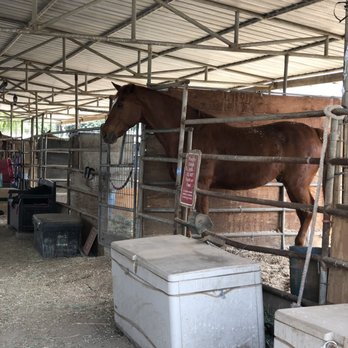 Barnyard Buddies - Pretty horse - Petting Zoos Near Me - Lakewood, California