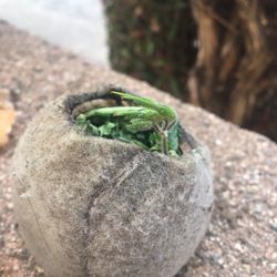 Oasis Trilingual Community School - Garden Art