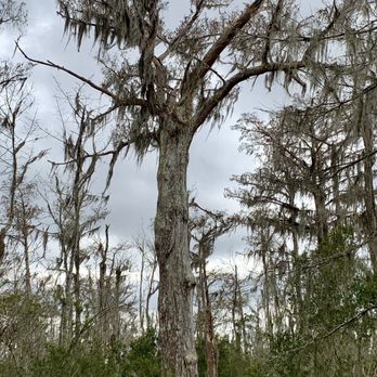 Lafitte Barataria Preserve - Parks Near Me - New Orleans, Louisiana Lafitte Barataria Preserve - Parks Near Me - New Orleans, Louisiana