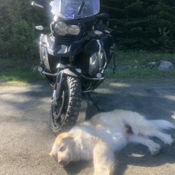 Hostel of Maine - Zoey guarding the parking lot.