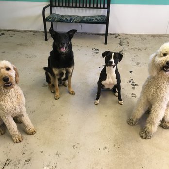 The K9 Spot - Pet Sitting Near Me - Newark, Ohio The K9 Spot - Pet Sitting Near Me - Newark, Ohio