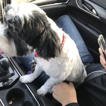 Dog's Day Out - Pet Groomers Near Me - Manteca, California