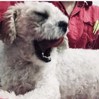 Pacific Pet Transport - Pet Transportation Near Me - Cape Coral, Florida Pacific Pet Transport - Pet Transportation Near Me - Cape Coral, Florida