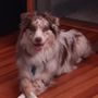 Callie’s Waggin’ Walks