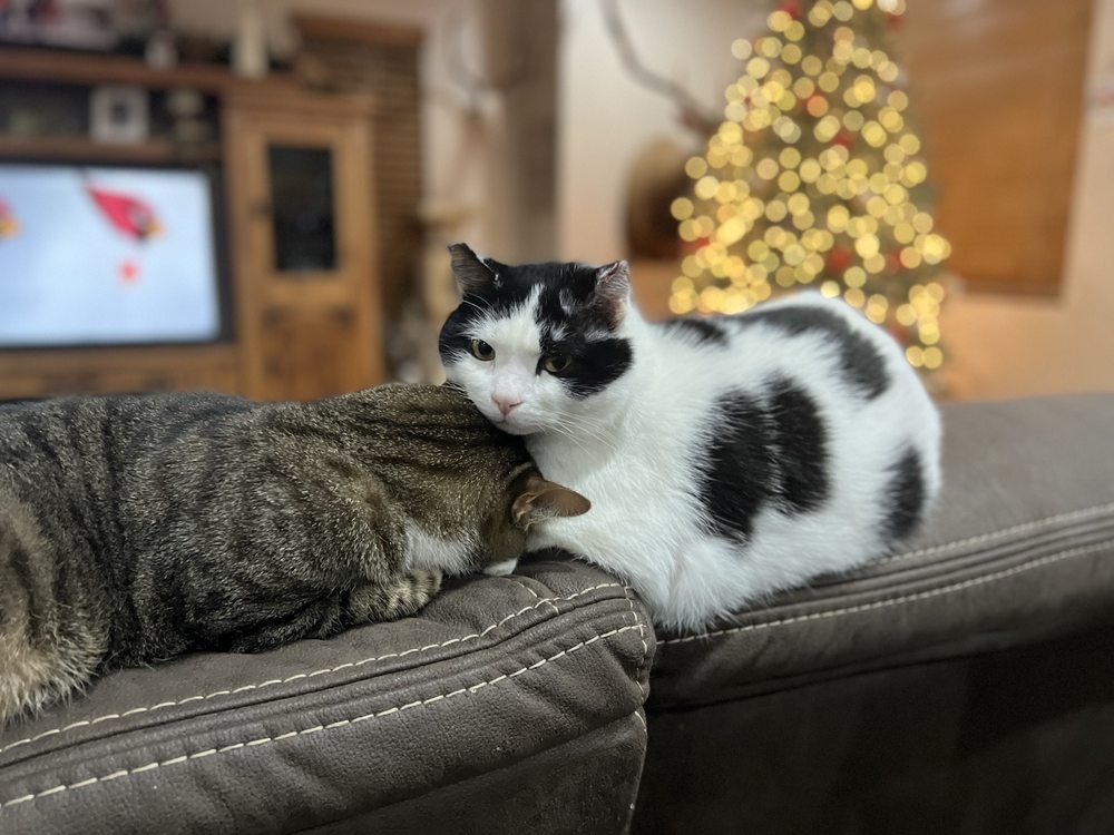 Payson Family Pet Hospital Image