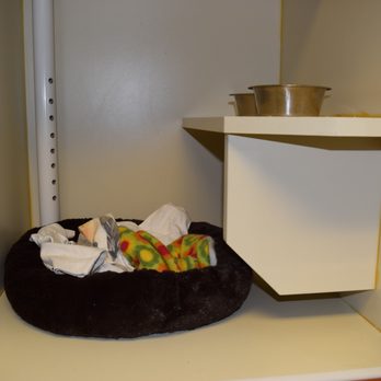 catnips and biscuits