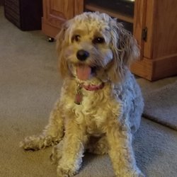 Mardis'dog Salon