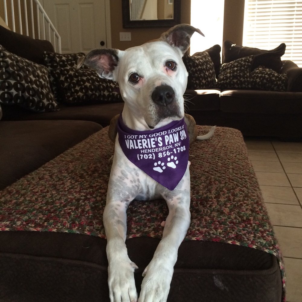 Valerie's Paw Spa - Perfectly pampered every visit! - Pet Groomers Near Me - Henderson, Nevada Valerie's Paw Spa - Perfectly pampered every visit! - Pet Groomers Near Me - Henderson, Nevada