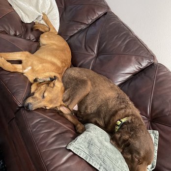 K9 Behavior UT - Both boys after playing all day - Pet Groomers Near Me - Salt Lake City, Utah