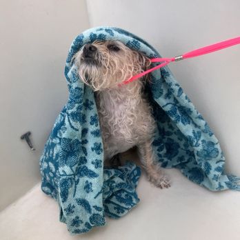 Belle's Boarding and Bath - Comfort is Key - Pet Groomers Near Me - Los Angeles, California