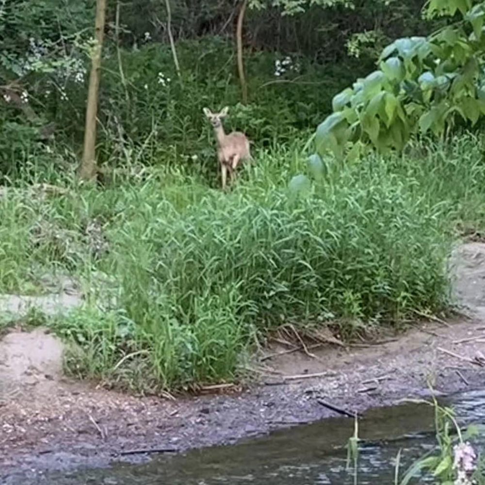 Abshire Park - Abshire Park - hard to come here without seeing wildlife - Parks Near Me - Goshen, Indiana Abshire Park - Abshire Park - hard to come here without seeing wildlife - Parks Near Me - Goshen, Indiana