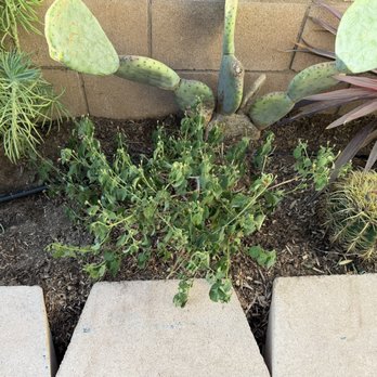 Moon Valley Nurseries - Wilting lantana - Tree Services Near Me - Chino, California Moon Valley Nurseries - Wilting lantana - Tree Services Near Me - Chino, California